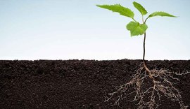 Melhorando a fertilidade do solo e aumentando a produtividade