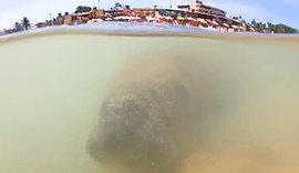 Vídeo: Peixe-boi é avistado na Praia da Sereia e encanta banhistas