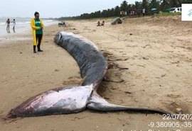Baleia que foi reintroduzida no mar encalha novamente e morre em praia de Alagoas