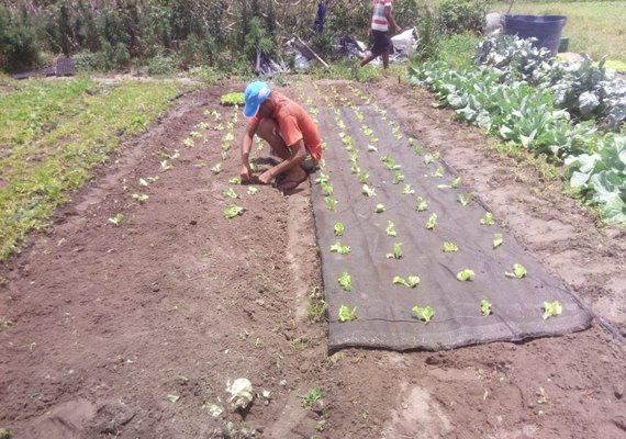 Projeto de inovação tecnológica melhora qualidade no cultivo de hortaliças