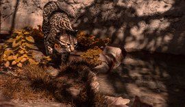 Brasileiro descobre nova espécie de felino selvagem em área da Bolívia