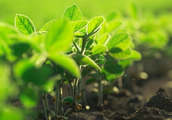 Microbioma do solo ganha protagonismo na produtividade agrícola