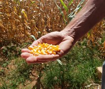 Área plantada de grãos cresce 27,5% em AL