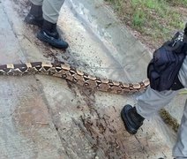 Cobra de 2 metros é encontrada em Alagoas