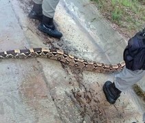 Cobra de 2 metros é encontrada em Alagoas