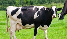 Alagoas supera média nacional e tem a maior produtividade leiteira