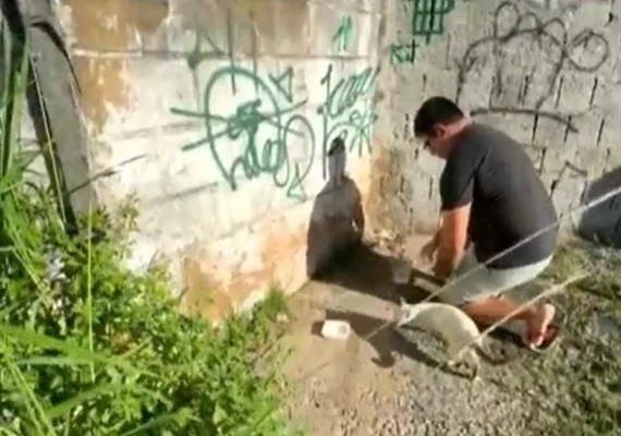 Moradores denunciam abandono e mortes de gatos em Maceió; polícia apura caso