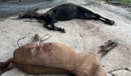 Caso Nutratta: novo laudo relaciona morte de cavalos à toxina em ração