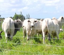 Leilão Reprodutores do Futuro oferta touros avaliados geneticamente