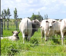 Leilão Reprodutores do Futuro oferta touros avaliados geneticamente