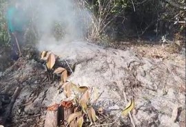 Penedo: operação flagra desmatamento para fabricação de carvão em Área de Proteção Ambiental