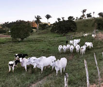 Crédito para bovinocultura de corte cresce 212% entre agricultores familiares alagoanos