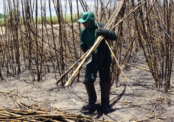 Corte de cana: o fim de uma era nos canaviais de Alagoas