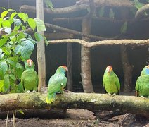 Aves vítimas do tráfico e ameaçadas de extinção chegam a Alagoas