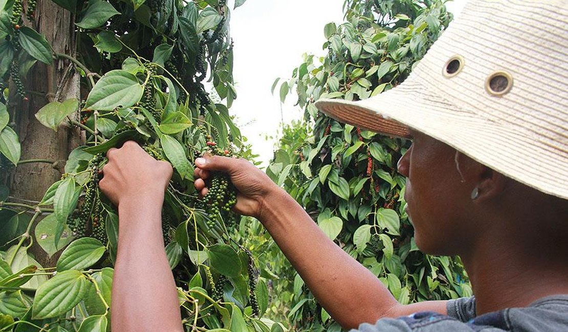 Bactérias beneficiam o cultivo de pimenta-do-reino e podem reduzir o uso de produtos químicos