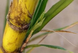 Nova técnica de plantio é apresentada a produtores de cana