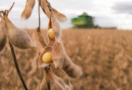 Segundo levantamento, colheita da soja sofre atraso no Brasil