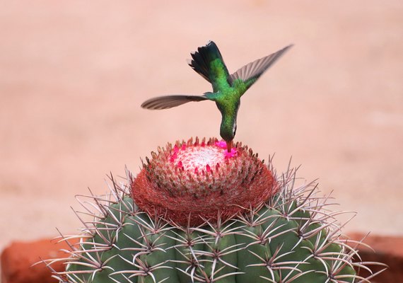 Concurso de Fotografia Ambiental está com inscrições abertas