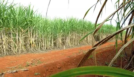 “Super enzima” de bactéria pode transformar resíduos em biocombustível