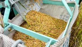 Produção de arroz cresce 41% no Baixo São Francisco em três anos
