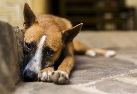 Arapiraca inicia projeto de triagem e castração de animais de rua