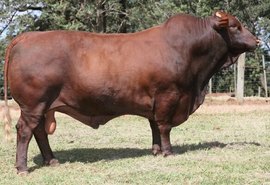 Fazenda Mangabeira garante produtividade a campo do santa gertrudis