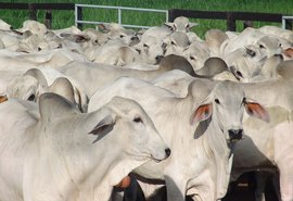 Dados apontam crescimento de 13,5% no abate de bovinos em AL