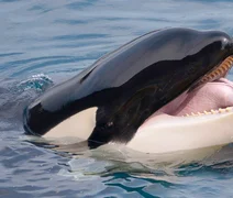 Canibalismo entre Orcas? Pesquisadores investigam ataques entre animais