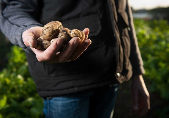 Entenda o projeto de lei que altera registro de agrotóxicos