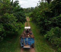 Sistema agroflorestal beneficia famílias e amplia produção sustentável na AM