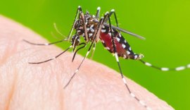 Aumento alarmante: Dengue cresce 114% em Maceió comparado a 2023