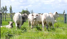 Expoalagoas Genética deverá alcançar R$ 4 milhões em faturamento, estima ACA