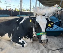 Mais Leite traz topo da pirâmide genética leiteira nacional para a 15ª edição