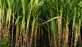 Safra 2025/2026 acumula 16,5 mi de toneladas de cana processadas