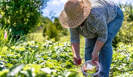 Banco do Nordeste amplia limite de financiamento  para agricultores familiares