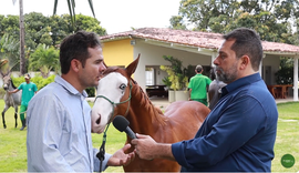 Dieta de campeão: Veterinário explica estratégias de nutrição para cavalos quarto de milha