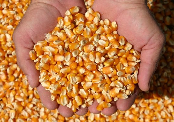 No Brasil, 2ª safra da colheita de milho atinge 62,4% da área
