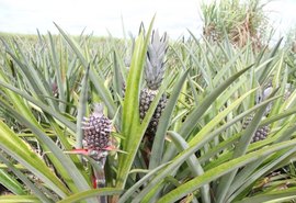 Em Arapiraca, expectativa de produtores de abacaxi é de safra recorde para 2019