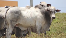 Nelore Estrelas do Norte vai atender demanda por carne gourmet