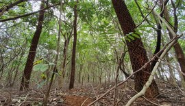 Ritmo de desmatamento da Floresta Amazônica ultrapassa a sua recuperação