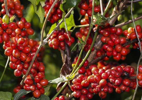 Cafés especiais ampliam mercado dentro e fora do Brasil