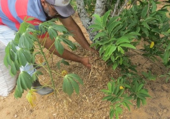 Agricultor familiar aumenta renda anual após utilizar plantio planejado