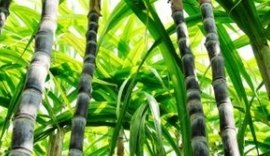 Cana-de-açucar pode impulsionar indústria de etanol 2G em Alagoas