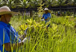 Cooperativismo brasileiro se mobiliza para apresentar ações práticas de sustentabilidade durante a COP30