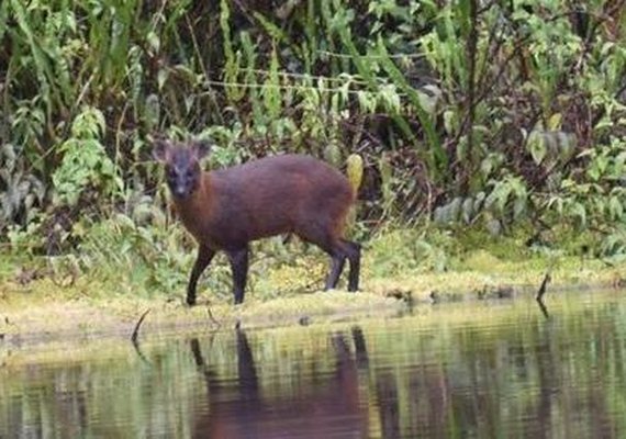 Pudu: Conheça a nova espécie de mamífero descoberta no Peru