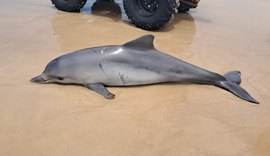 Boto-cinza é encontrado morto com marcas no corpo na Praia do Francês