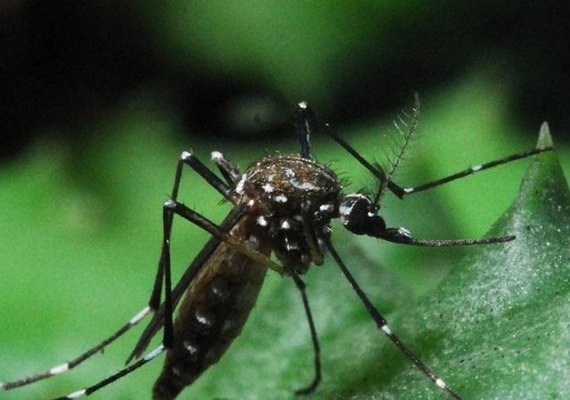 Cuiabá descarta surto de dengue durante a Copa do Mundo