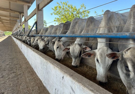 Financiamentos do Banco do Nordeste para pecuária de corte aumentam 135% em Alagoas