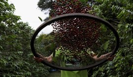 Exportação de café do Brasil registra 1ª alta mensal desde 2024