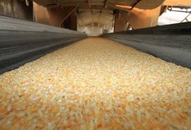 Brasil terá 2ª maior safra de milho da história